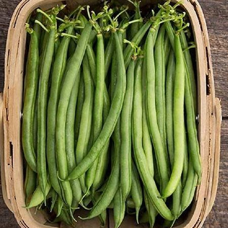 Seychelles, Bean Seeds - 25 Pounds image number null